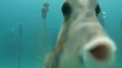 Fish Gives You Morning Kiss