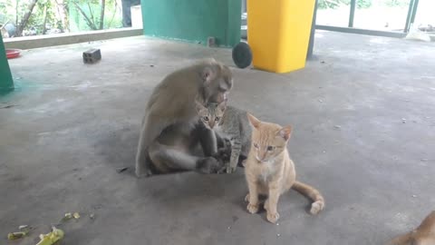 Cat VS Monkey Love Moment