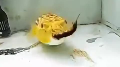 Fish who eats everything thrown at it