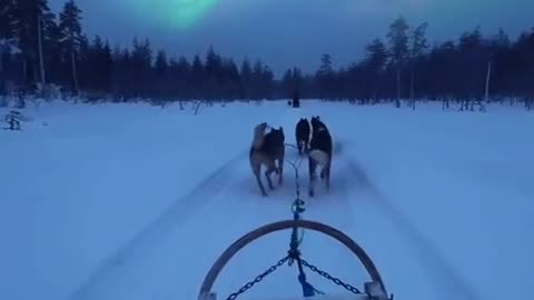 Enchanting Sleigh Ride under Northern Lights