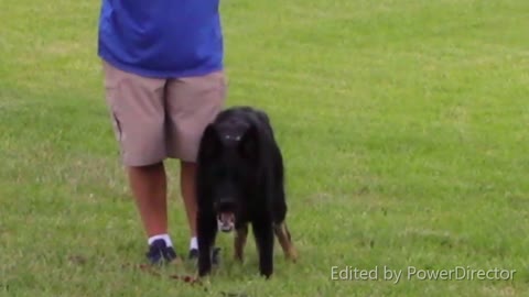 Guard Dog Training Step by Step!