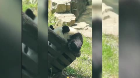 China's National Treasure Giant Panda