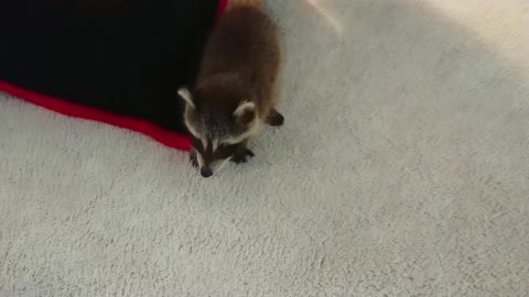 Baby raccoon on an armchair