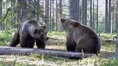 Two bears fighting