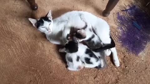 Lovely 3 Baby Cats drink milk from feeding Mom