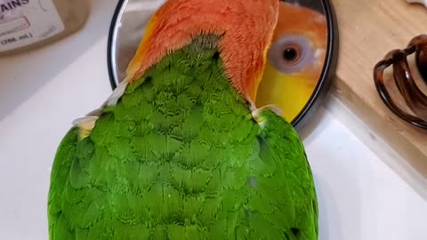 Adorable parrot admiring himself in the mirror