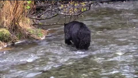 Hungry and Angry Black Bear 🐻 !!