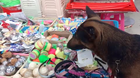 Seeing that the little owner bought a toy, the dog also has to buy it