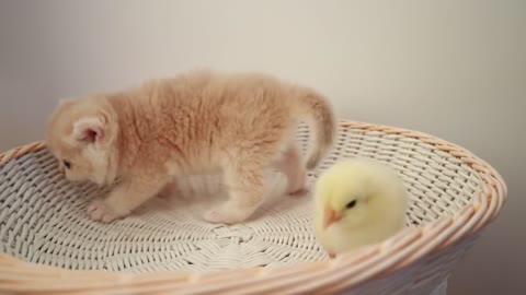 Kittens walk with chicks