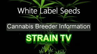 White Label Seeds - Cannabis Strain Series - STRAIN TV