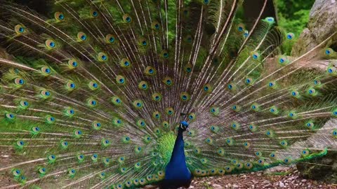 Dancing peacock