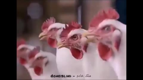 Funny Chicken