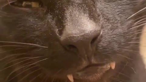 Vampire Kitty Enjoys Having His Hair Brushed