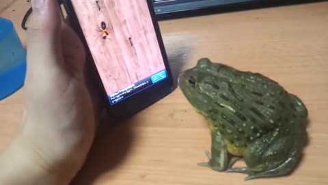 Frog plays the ant crusher game.