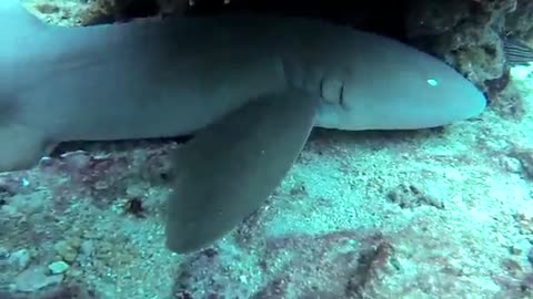 Shark Attacks GoPro Camera