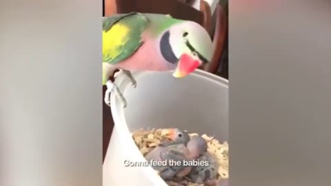 FUNNY VIDEO (PARROT TALKING) ANIMAL AND BIRDS