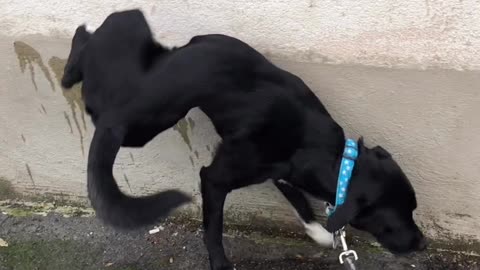 Three Legged Pup Does His Business While Balancing