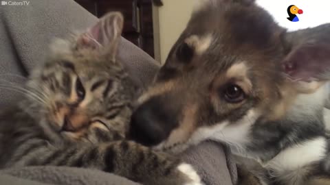 Cat And Dog Adopted Together Are BFFs