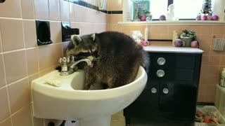 Bored raccoon chills out in bathroom sink