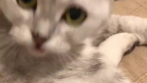 Funny Cats and Kittens Meowing Compilation