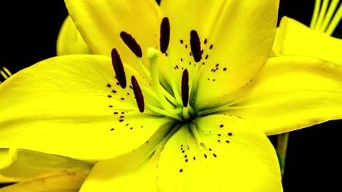 Breathtaking Time Lapse Video Footage of Some Blooming Flowers.