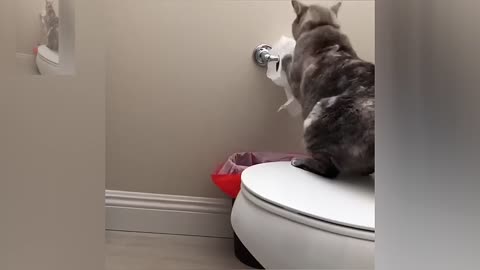 Do cats have to use paper to go to the toilet?