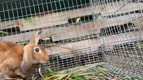 Bunny Tries to Enjoy Eating Grass [Cats Stalk Him From Behind]