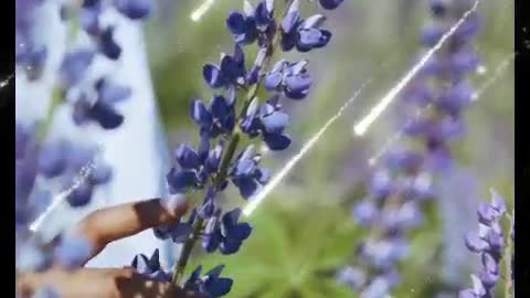 The Lilac Fragrance set off the gossamer wings