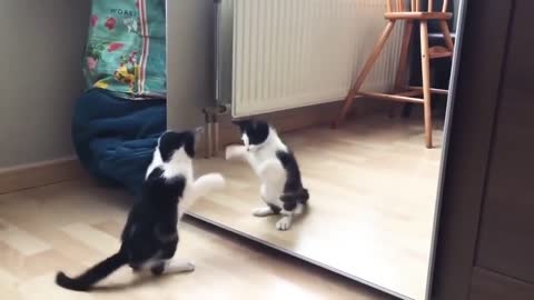 ❤️Funny cat and mirror dance❤️🤣🤣