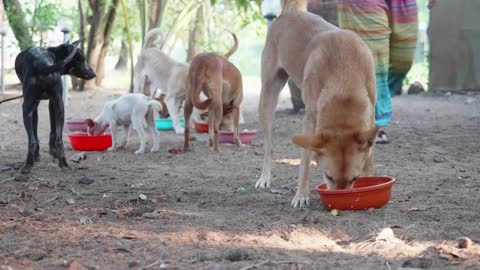 Feeding in dog pound. Hungry dogs eat their food at the dog sanctuary