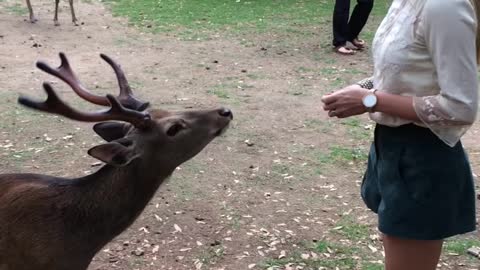 Bowing deer 🦌🦌 of nara