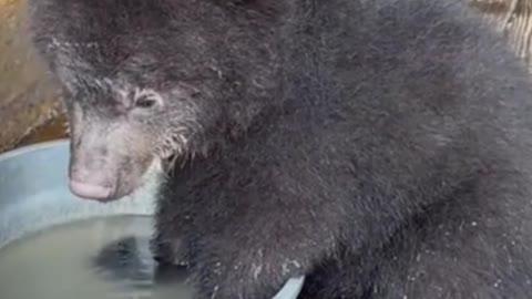 🐻Adorable Grizzly Bear cub playing in a water bowl 🐻