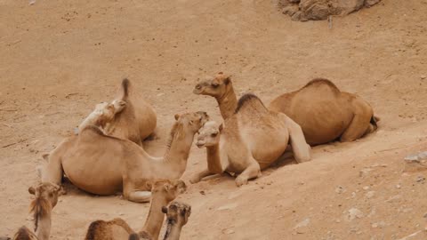 camel chilling in savanna park