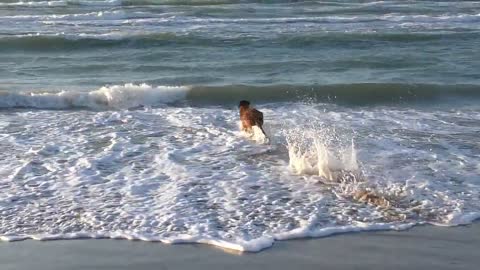 Funny dog happy to sea water finally