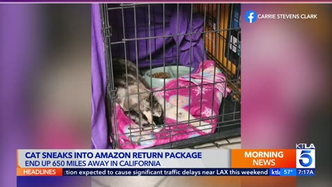 Missing Cat Found 600 Miles Away~Cat Accidentally Got Shipped To Amazon In The Return Package!