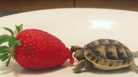 Turtle eating strawberry