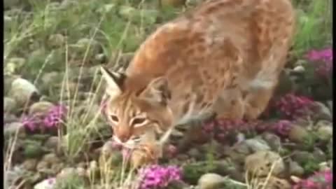 Badger Vs Bobcat Vs Golden eagle fight between predators