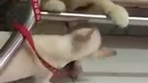 Cat vs dog 43436