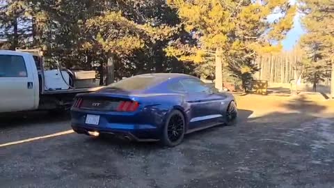 mustang into hibernation