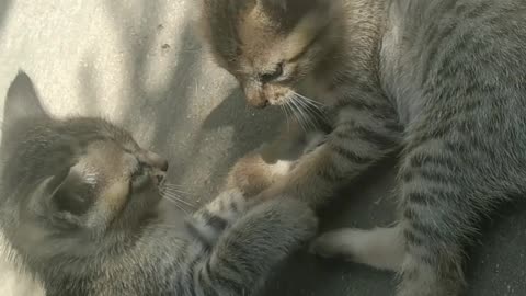 Sibling cats fighting