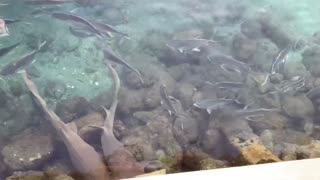 Nurse Sharks and jacks