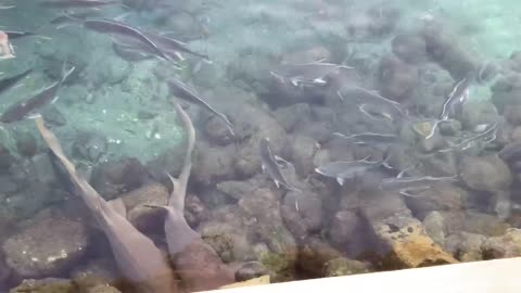 Nurse Sharks and jacks