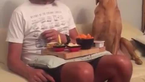 Dog looks at its owners Plate of Food and then looks away as he gets caught