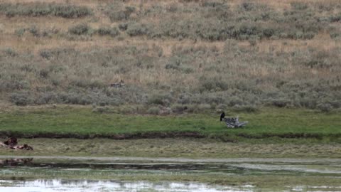 Grizzly vs. Wolves