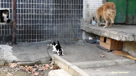 Brave Kitten Steals Food From Wild Dog Twice!