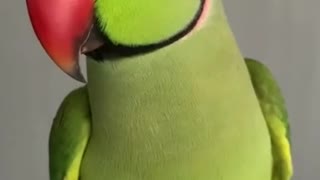 talking parrot