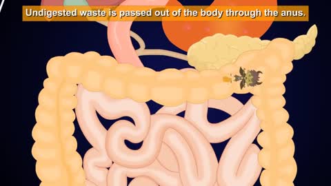 Digestive system whole explanation