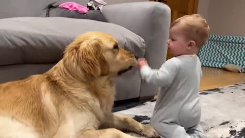 Golden Retriever pup makes baby cry but says sorry ! (Cutest ever!!)