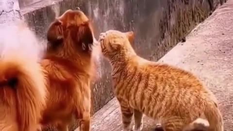 Funny animal video