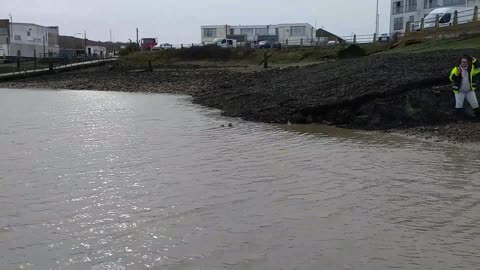 Trapped Seal Rescued after Flood Stream Bursts its Banks